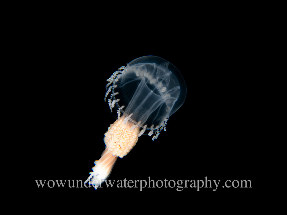 Blackwater Larval Jellyfish #00010 web
