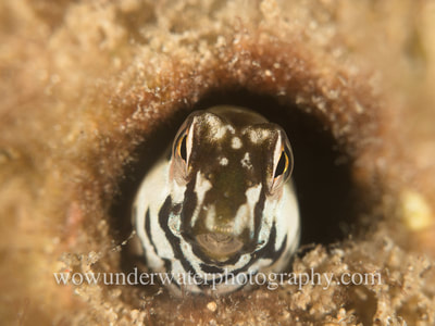 Blenny in a disused tubeworm hole in the reef, Fremantle Western Australia.