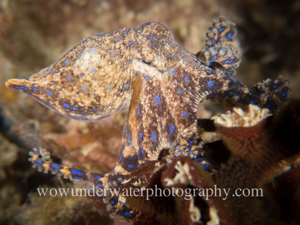 BLUE RINGED OCTOPUS out hunting.