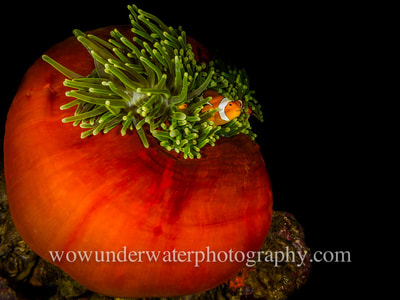 Clown Fish family @ home in an  big red anemone.