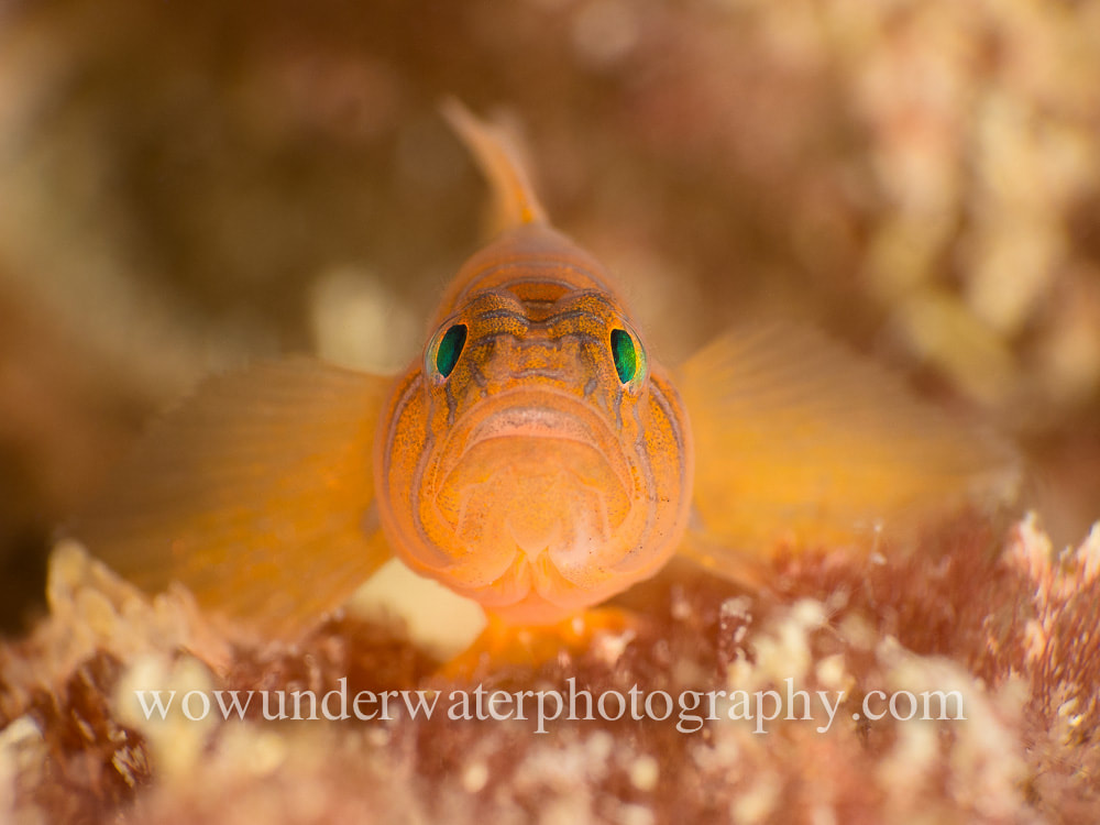CONVICT GOBY Front on Portrait