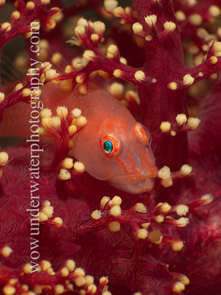 GOBY in soft coral