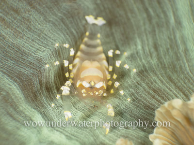 HIDDEN CORALIMORPH SHRIMP on a coralimorph.