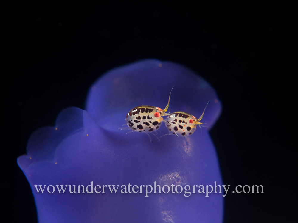 Ladybug Amphipods on blue tunicate #00003 web