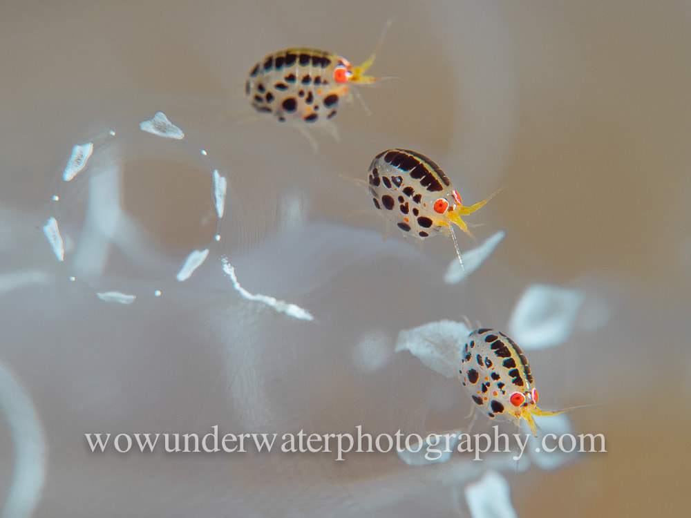 Ladybug Amphipod trio on clear tunicate colony #00011 web