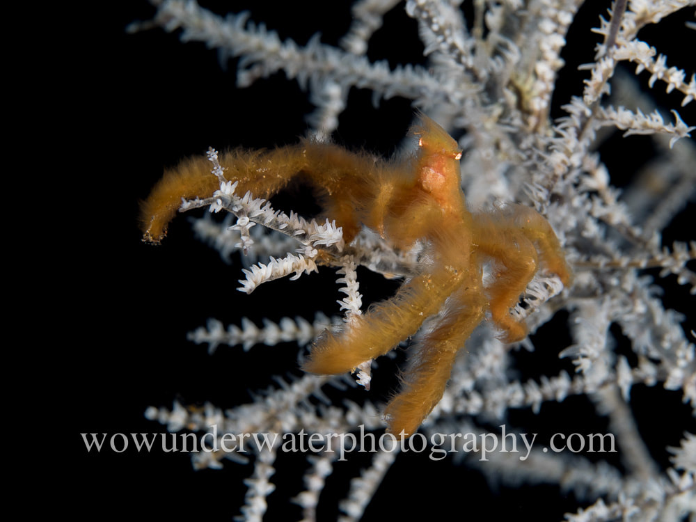 Orang Utan Crab on black coral #00002 web