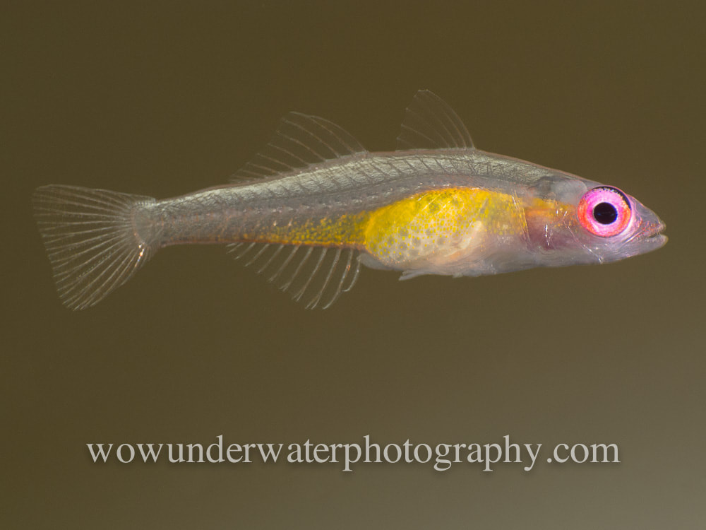 PINK EYE GOBY X-ray