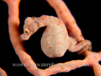 A very pregnant male Denise PYGMY SEAHORSE. 