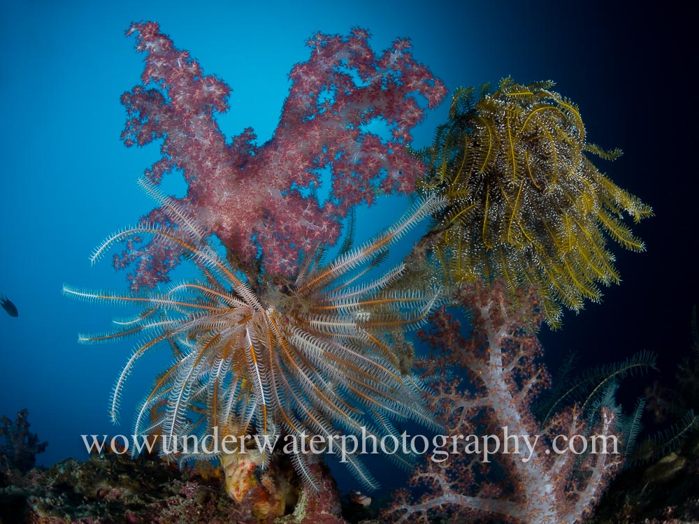 RAJA AMPAT soft coral and crinoids #00001 web