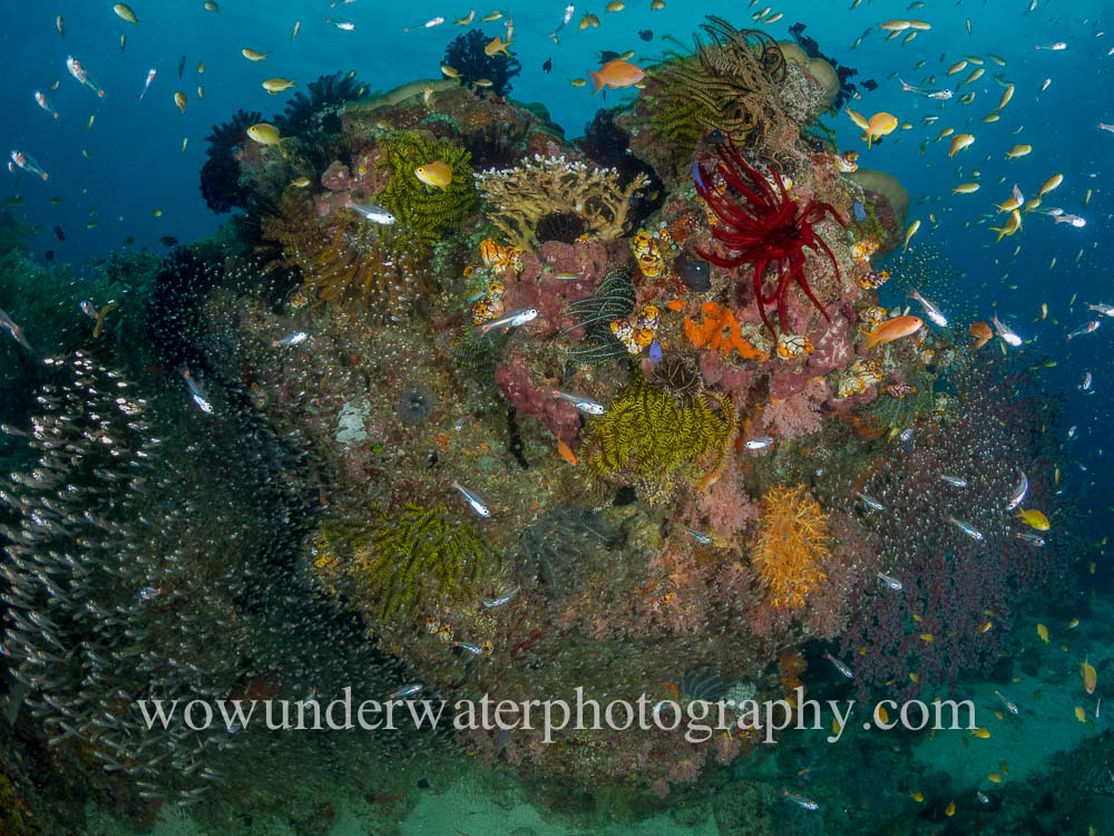 Busy reef scene RAJA AMPAT #00004 wow web