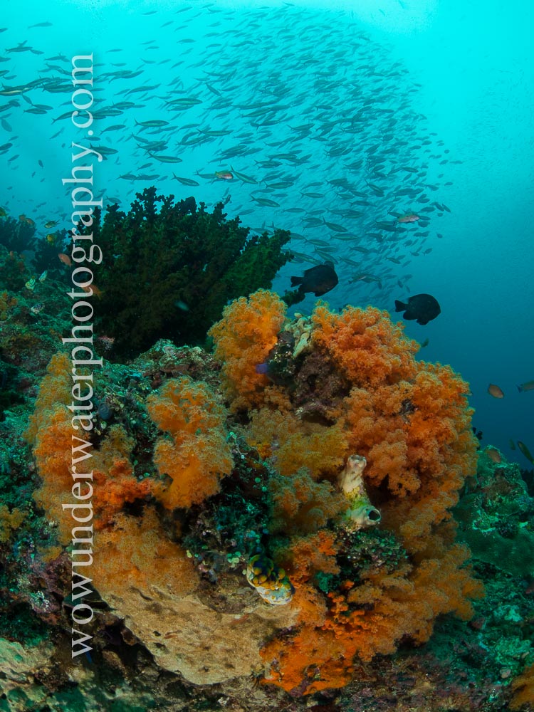 Reef scene in RAJA AMPAT #00006 web