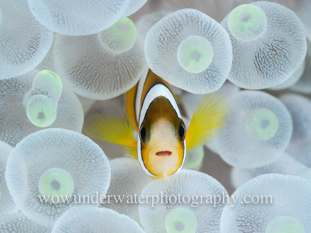Clown fish in anemone Snowy White #00001