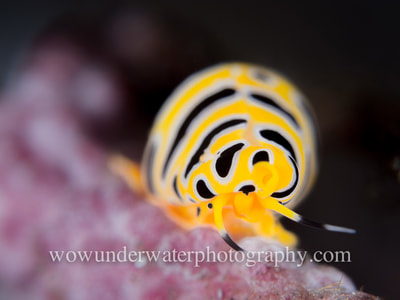 Tiger Egg Cowrie on coral.
