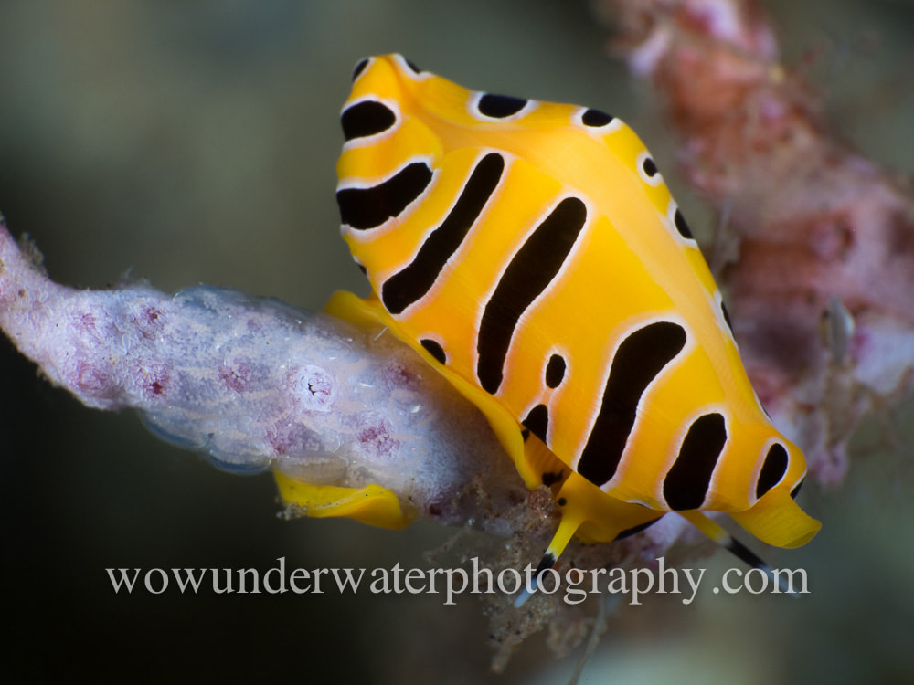 Tiger Egg Cowrie Laying Eggs #00002 web