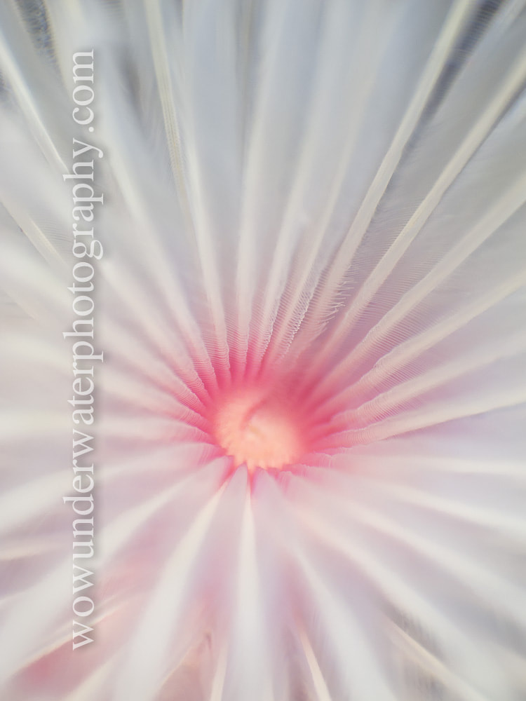 White Tube worm with pink heart